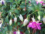 گوشواره